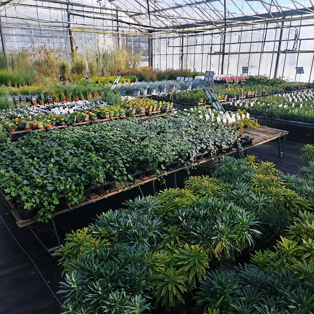 Pépinière sous serre remplie de plantes variées et de jeunes végétaux